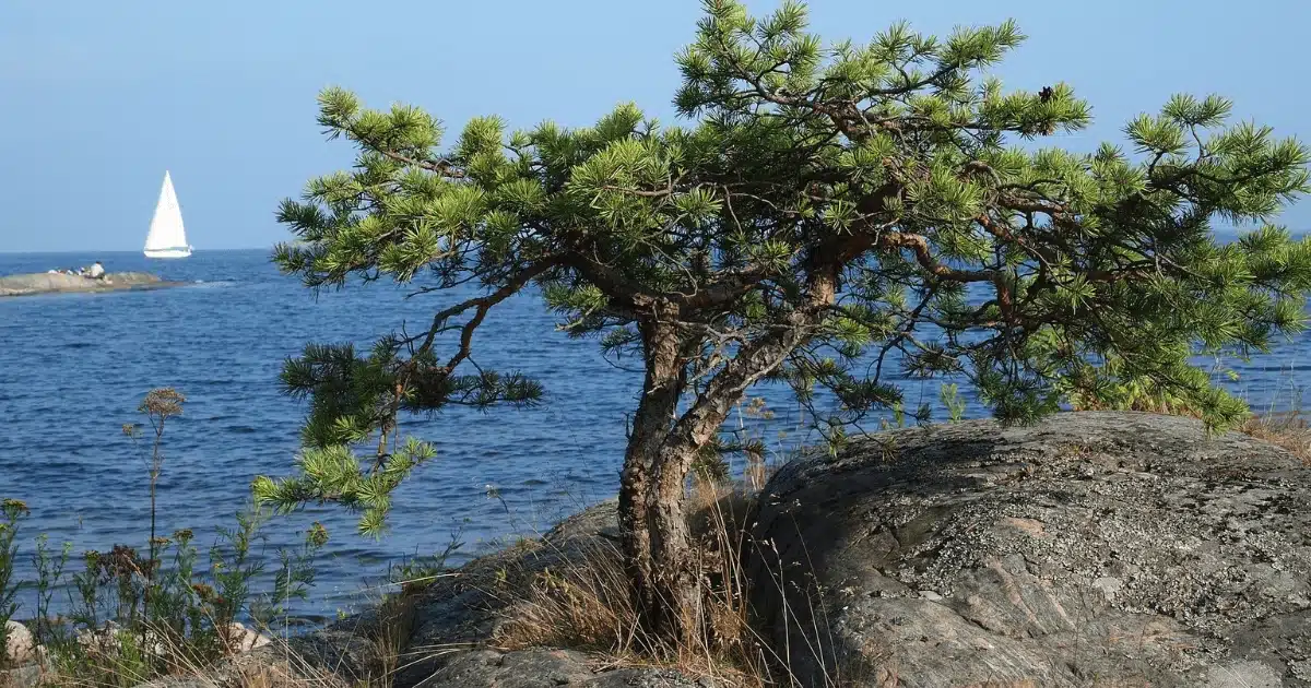 Terrazza panoramica a Bacoli. Goditi una festa esclusiva con vista mozzafiato ed un trattamento come in un hotel di lusso con chef privato.
